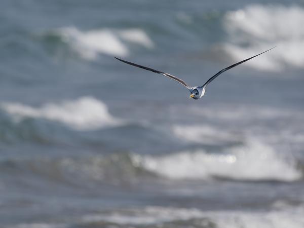 Greater crested tern (Thalasseus bergii)